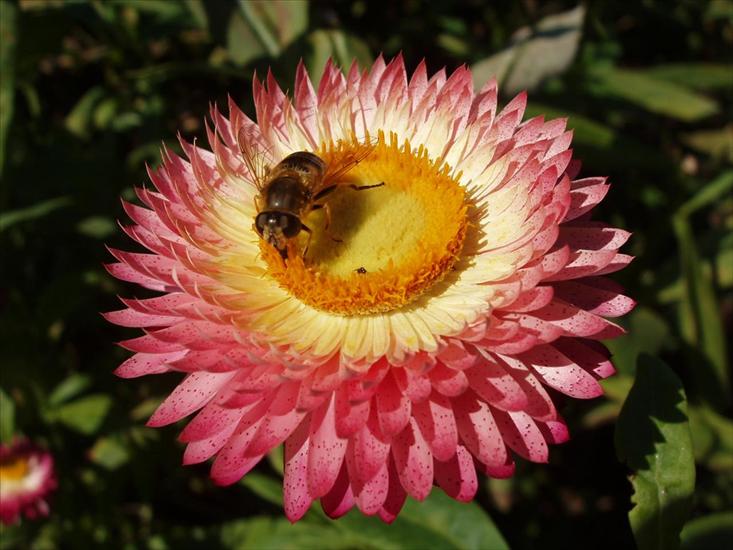 Tapety - bee-on-flower-wallpapers_756_1600.jpg