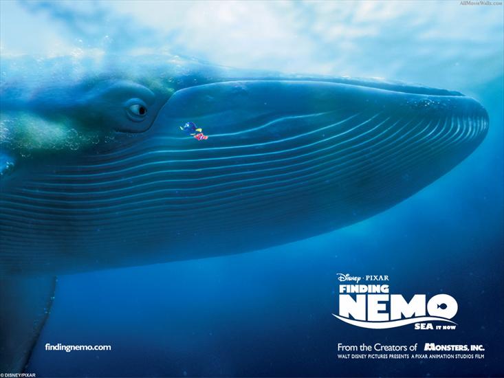 Gdzie jest Nemo - 434_1024x768.jpg