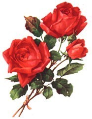 Kocham róże - mediumk39uk6554868b5f663b9131442.jpg