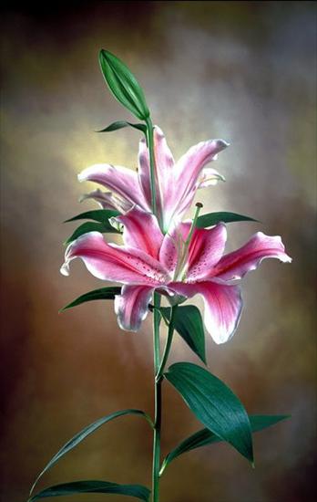 Miłosne gify kwiaty - 2003b.jpg