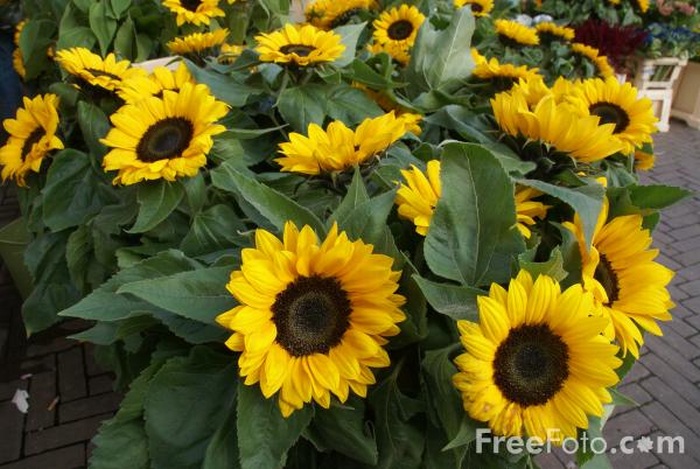 słoneczniki - 1.Sunflowers.jpg
