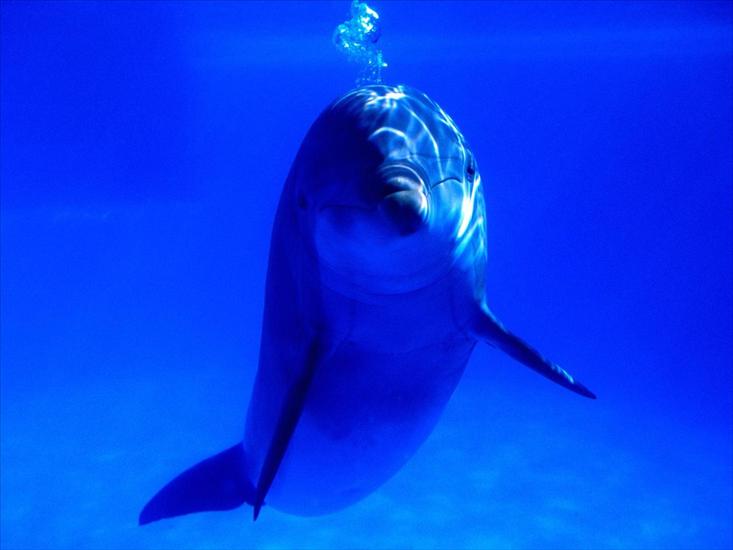 Tapety -Morskie Życie- - Bright Idea, Bottlenose Dolphin.jpg
