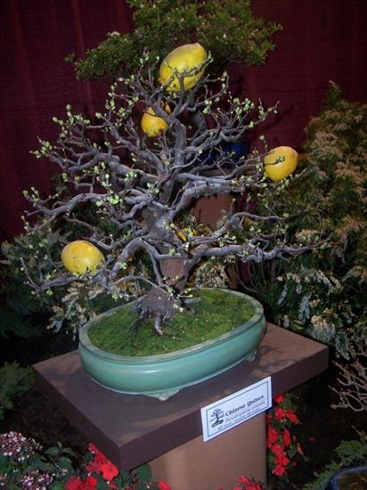   bonsai - najpiękniejsze drzewka - b9732fda2c514d3aeadad4de871e9369.jpg