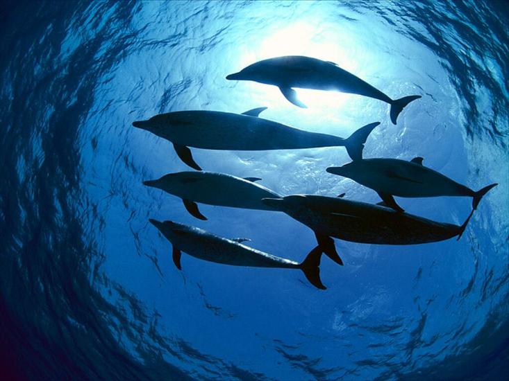 delfiny - dauphins6.jpg