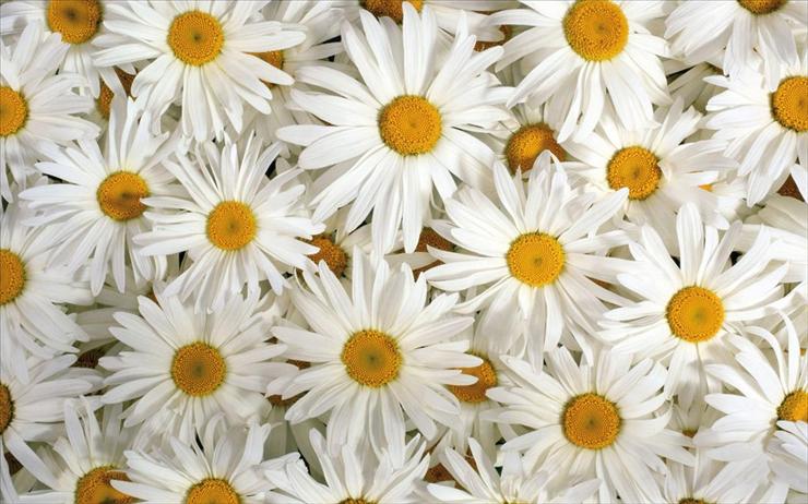 Kwiaty - laba.ws_White_Flowers_00121.jpg