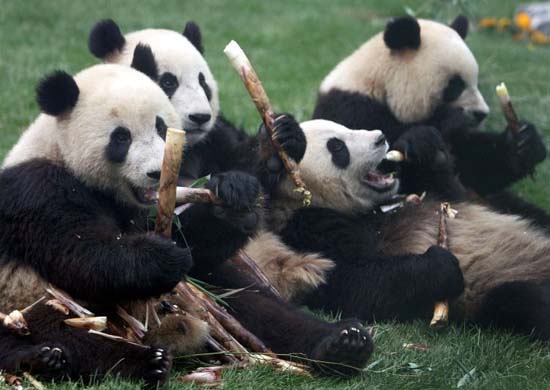 Pandas - 30.jpg