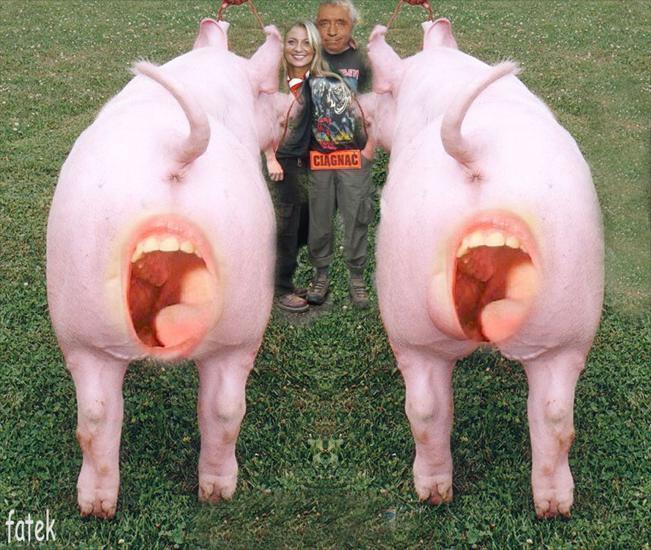 Śmieszne fotki1 - swinie.jpg