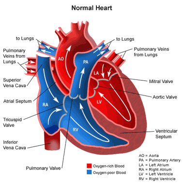 Wrodzone wady serca - anatomia serca.gif