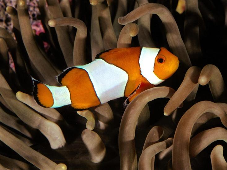 głębia oceanu - Percula Clownfish, Indo-Pacific.jpg