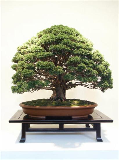 fotki - bonsai_79.jpg
