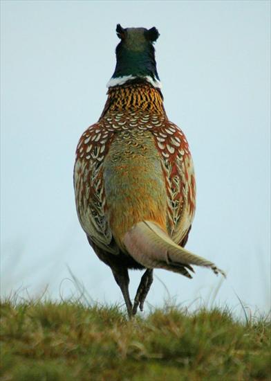 Bażanty różna - Wild pheasant.jpg