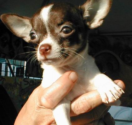 Psy - Chihuahua1.jpg