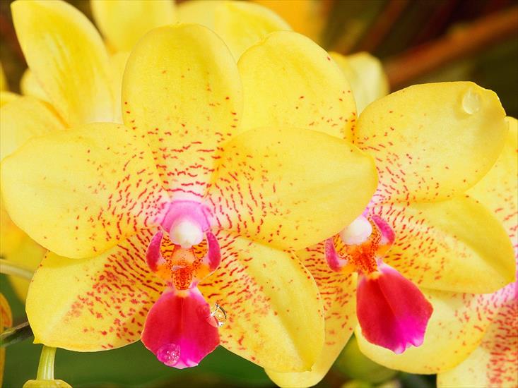 Flowers2 - Yellow Orchids.jpg