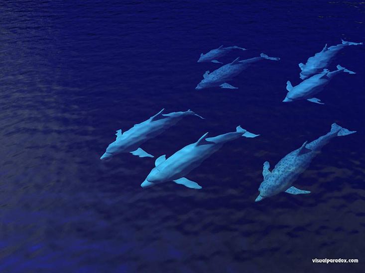 podwodne - dolphinpod1024.jpg