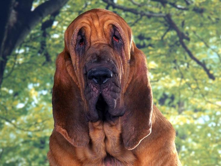 TAPETY PIESKI - Bloodhound.jpg