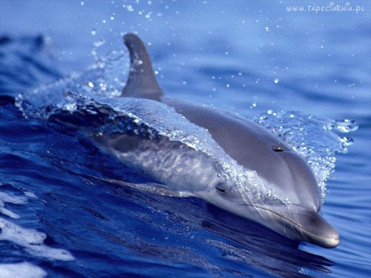 Delfiny - delfin_um.jpg