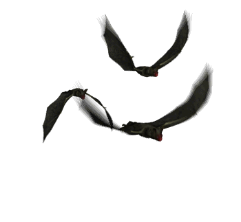 jawor57 - Ptaki.gif