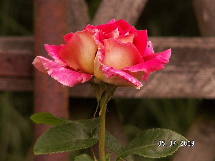 moje róże - PICT0024.JPG