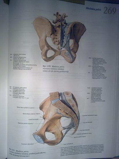 Anatomia - 21112009_010.jpg