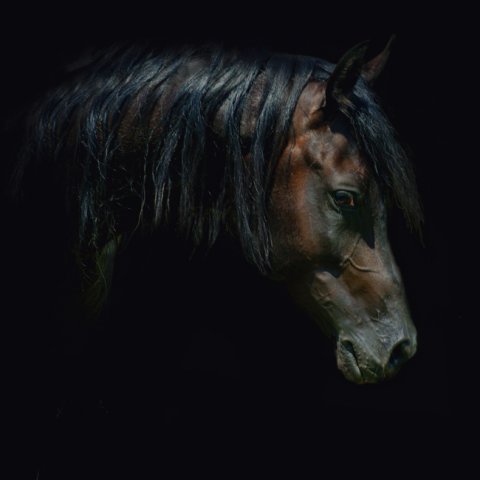  Konie - konie_arabskie_27.jpg