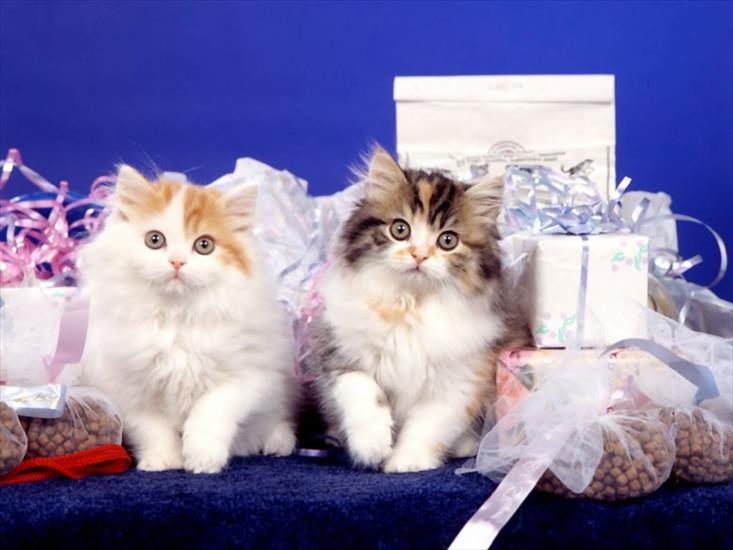 gifty kociaki - cats.jpg