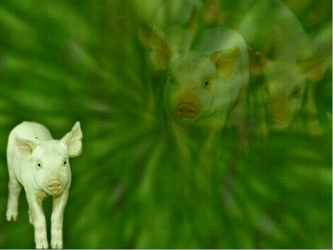 zwierzęta - świnia1.png