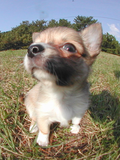 SZCZENIAKI - Chihuahua035-2.jpg