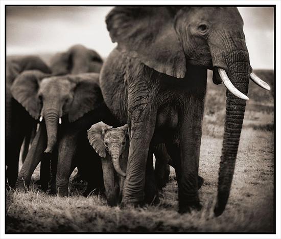Moja Afryka - słonie 2.jpeg