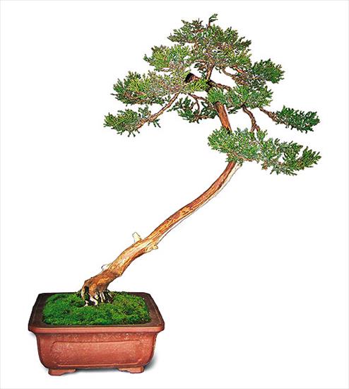 DRZEWKA BONZAI - bonsai_rysunek_d.jpg
