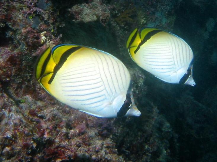 FOTO RYBKI I INNE - VagabondButterflyfish.jpg