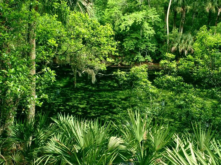 las - Blue Spring State Park, Florida.jpg