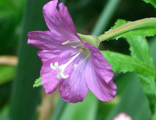 kwiaty mieszanka - great-willowherb-1.jpg