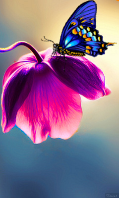 tapety - Nature_Butterfly.jpg
