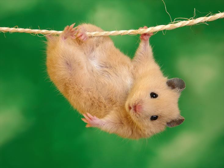 Tapety - Funny Hamster1.jpg