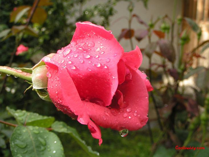 róże - love_flower-1024-26.jpg