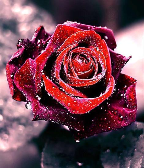 Kwiaty - Róża.jpg