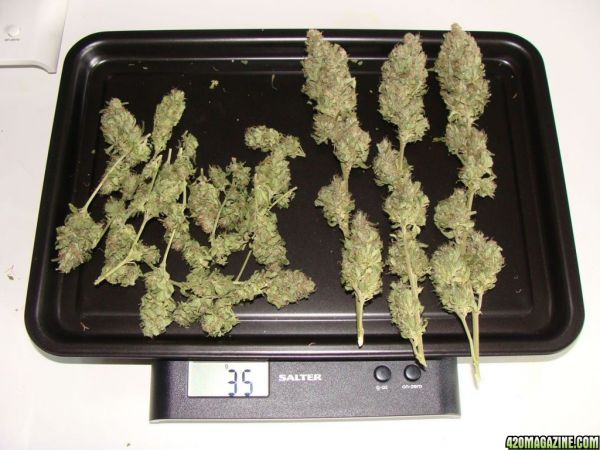 Weed - simple grow1.jpg