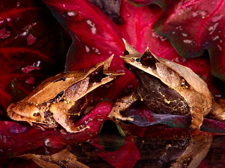 Zwierzęta - Malaysian Leaf Frog.jpg