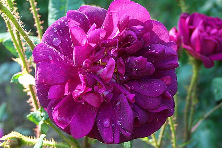 roze7 - nuitdeyoung-rose-story.jpg