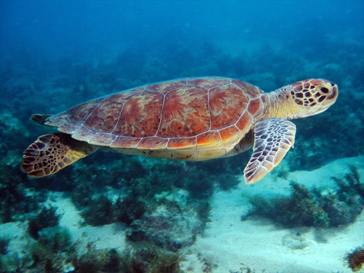 Zwierzęta - Swimming Sea Turtle.jpg