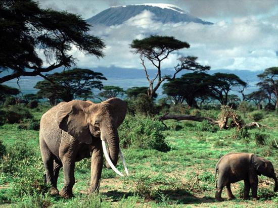 Słonie - Słonie.jpg