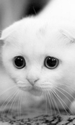 Wallapers - Cute_Cat.jpg