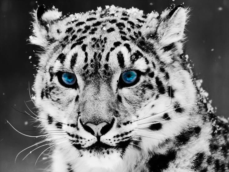 dzikie koty - Snow_Leopard_1600-x-1200.jpg