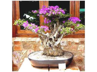 bonsai - mediumjvjt0c47a2c49c02dc71.jpg