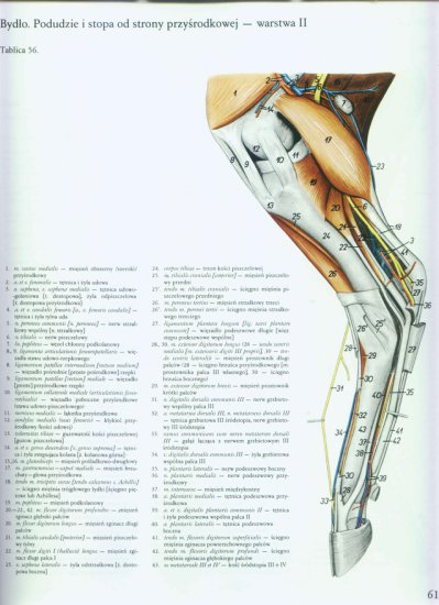 atlas anatomii topograficznej-miednica i kończyny - 055.jpg
