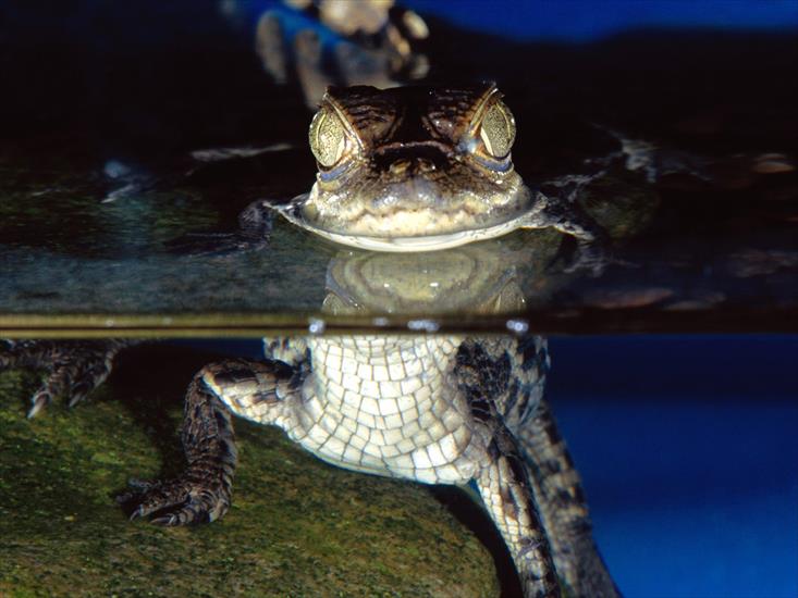  Animals part 2 z 3 - More Than Meets The Eye, Spectacled Caiman.jpg