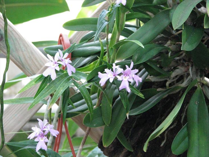 orchidee - IMG_0447.JPG