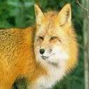 tapetki - animals - Fox-01.jpg