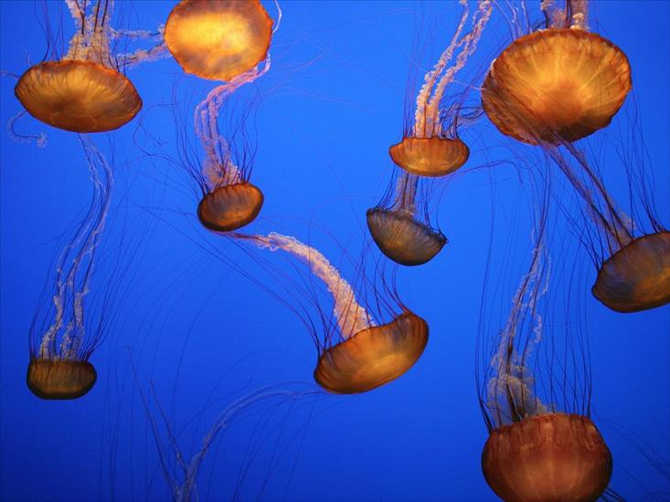 Świat oceanu - Sea Nettles, Monterey Bay Aquarium, California.jpg