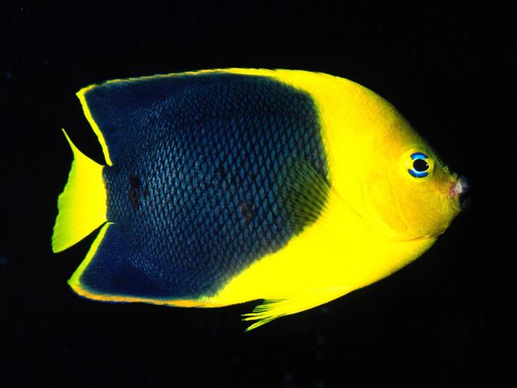 Świat oceanu - Rock Beauty Angelfish, Indo-Pacific.jpg